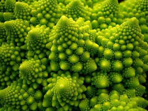 fractalvegetal Fractal vegetal