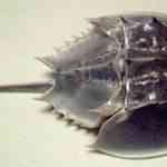 horseshoe crab 150x150 Mais um peixe pré histórico aparece
