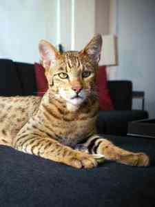 gato 225x300 gato