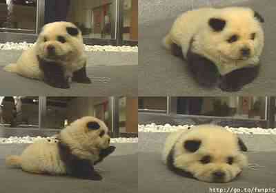 cute dog Dez dos bichinhos mais fofinhos do mundo 