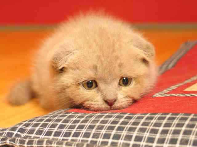 gatinhotriste Dez dos bichinhos mais fofinhos do mundo 