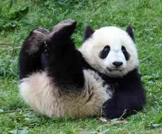 pandinha Dez dos bichinhos mais fofinhos do mundo 
