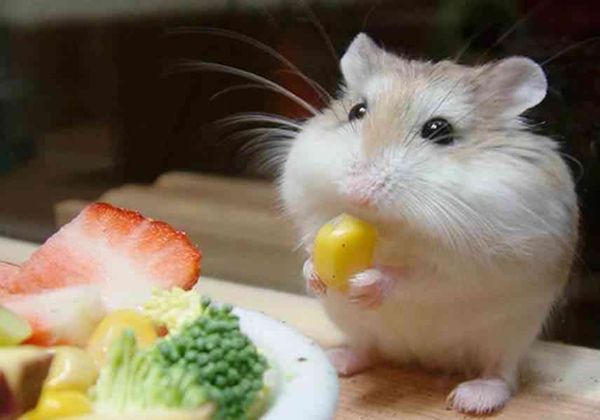 ratinhocomilao Dez dos bichinhos mais fofinhos do mundo 
