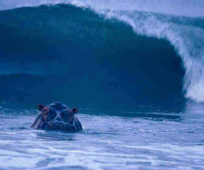surfing hippo Hipopótamo pegando onda