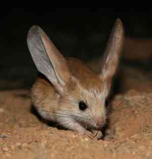 20071211 jerboa Os animais mais bizarros do mundo Parte 2
