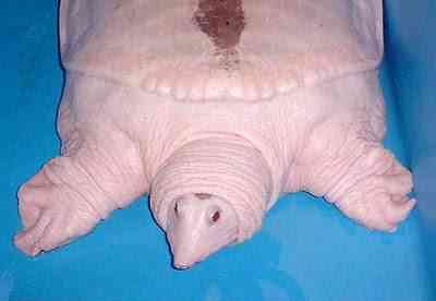 Albino Softshell Turtle Os animais mais bizarros do mundo Parte 2