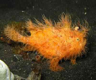Fire Frogfish CW Ye Os animais mais bizarros do mundo Parte 2
