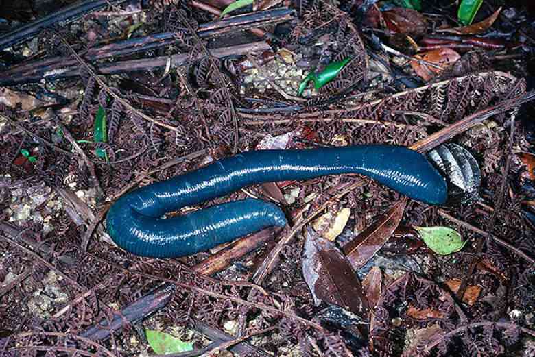 GiantBlueEarthworm Os animais mais bizarros do mundo Parte 2