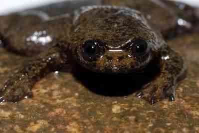 LunglessFrog Os animais mais bizarros do mundo Parte 2