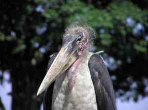 Maribu Stork Web 300x224 Os animais mais bizarros do mundo Parte 2