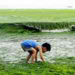 china algae outbreak1 150x150 A invasão da alga verde