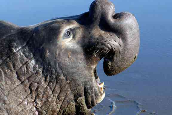 elephant seal kevin lee Os animais mais bizarros do mundo Parte 2