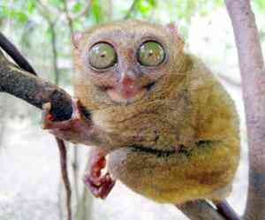 f p21tarsier 300x249 Os animais mais bizarros do mundo Parte 2