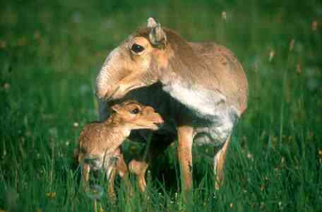 family of saiga antelopes 2681 Os animais mais bizarros do mundo Parte 2