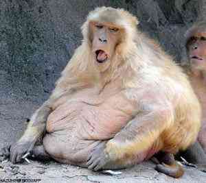 fatmonkeyAFP 468x417 300x267 Os animais mais bizarros do mundo Parte 2