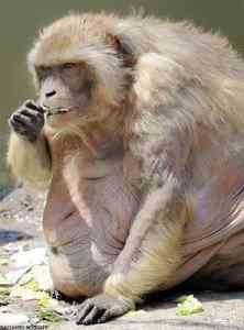 fatmonkeyAFP 468x632 222x300 Os animais mais bizarros do mundo Parte 2