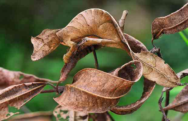 leaf gecko 1501561i Os animais mais bizarros do mundo Parte 2