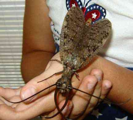 maledobsonfly Os animais mais bizarros do mundo Parte 2