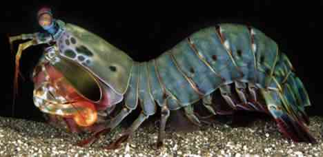 mantis shrimp Os animais mais bizarros do mundo Parte 2