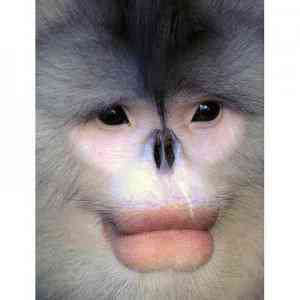 monkey lips 1508150i 300x300 Os animais mais bizarros do mundo Parte 2