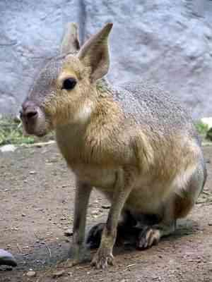 patagonian cavy s450 Os animais mais bizarros do mundo Parte 2