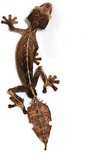 satanic leaf tailed gecko Os animais mais bizarros do mundo Parte 2