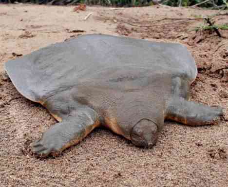 soft shelled turtle Os animais mais bizarros do mundo Parte 2