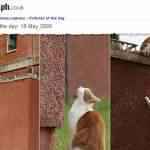 gato aranha