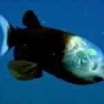 peixe de cabeça transparente