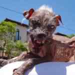 cão do Dêmo