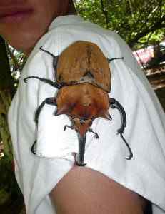 hugebug01 231x300 besouro