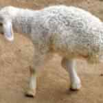 vaca com seis pernas?