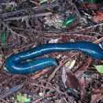 GiantBlueEarthworms