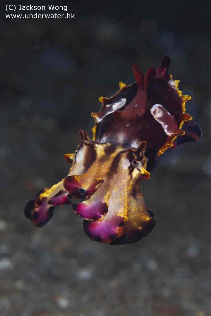 4883988355 0db9f00b2b b Choco Flamboyant   A orquídea viva do oceano