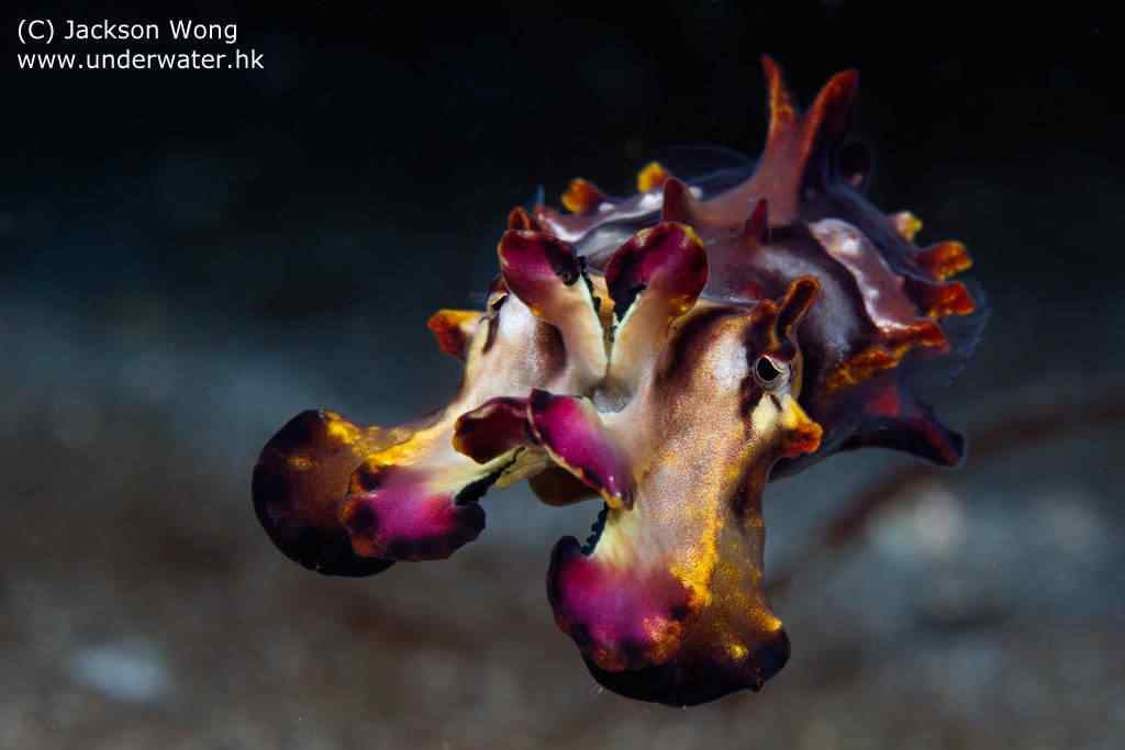 4884591100 abc3796968 b Choco Flamboyant   A orquídea viva do oceano