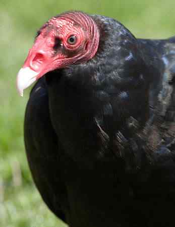 turkey vulture Você comeria? 10 pratos com criaturas vivas nele