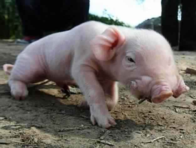 pig two noses O porquinho que tem 2 focinhos