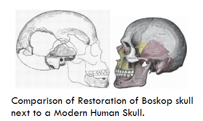 boskopskullcomparison Mais um crânio alongado descoberto na Sibéria