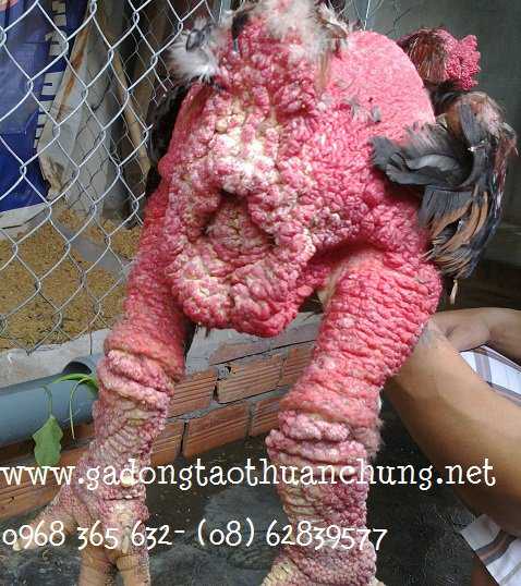 ban-ga-dong-tao-giong-thuan-chung-tai-hcm-5