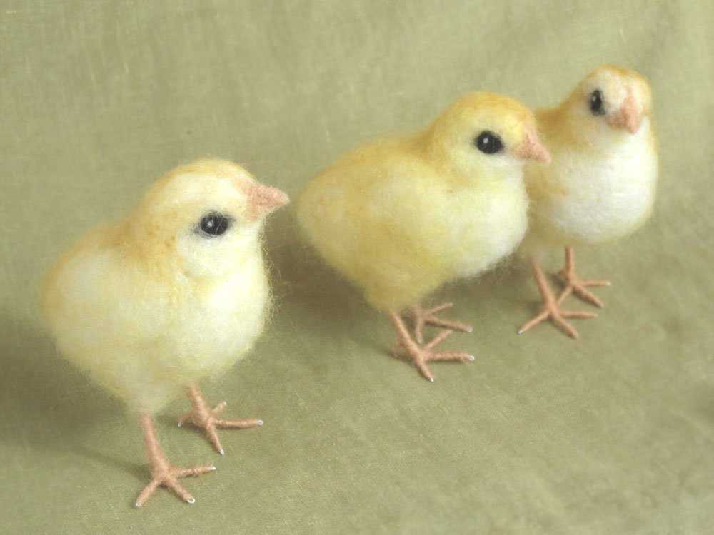 chicks5