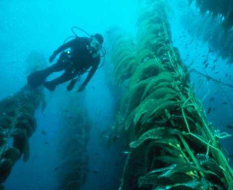 kelp5-jpg