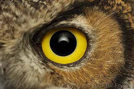 162926great horned owl eye intense Olhos incríveis