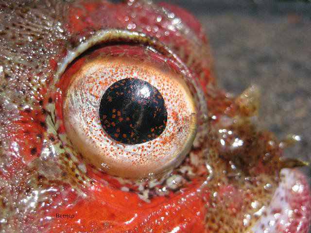 2198716047342130 f88452e139 z Olhos incríveis