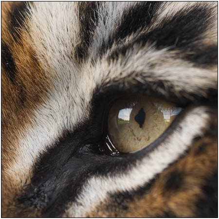 317711tiger eye Olhos incríveis