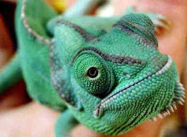 50730camaleon3 Olhos incríveis