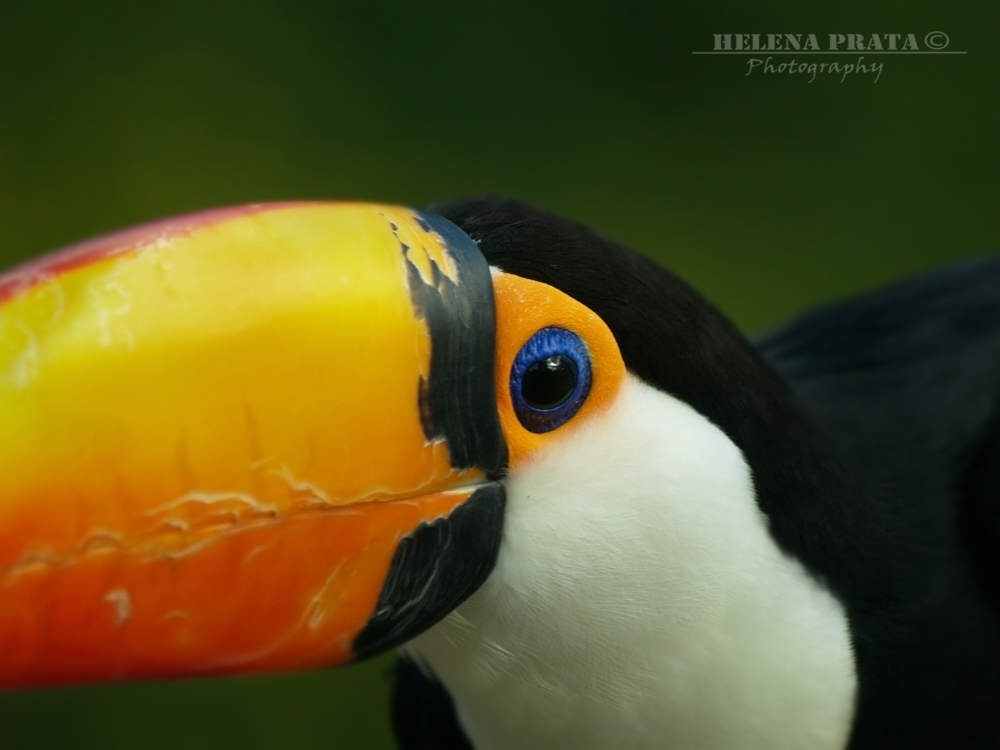 550384Tucano Olhos incríveis