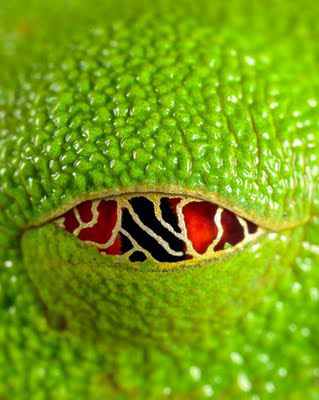 562365red eyed tree frog eye Olhos incríveis