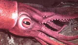 835198squid Olhos incríveis