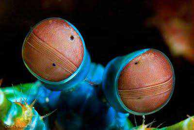 933769mantis shrimp eyes Olhos incríveis