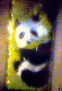 PINTOU URSO NUM FIO DE CABELO! 20060323174622060322 panda203ap | Arte | cadeia